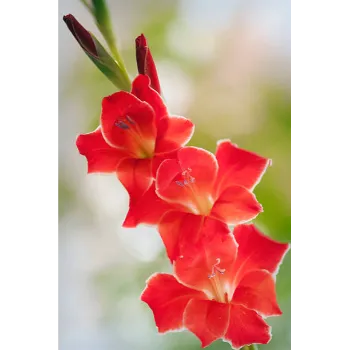 Red Gladiolus Flower